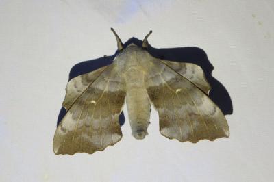 <i>Laothoe populi</i>