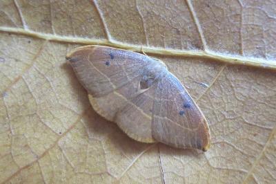 <i>Watsonalla uncinula</i>