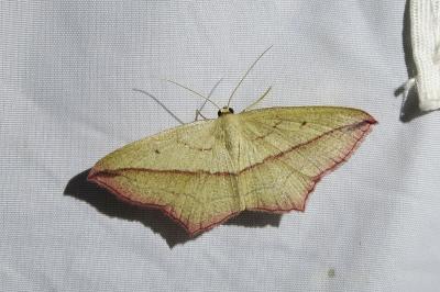 <i>Timandra comae</i>
