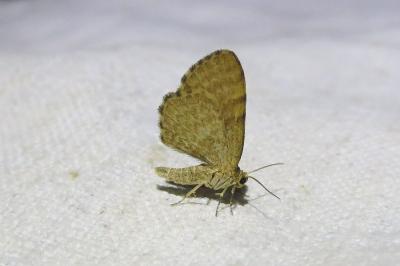 <i>Euchoeca nebulata</i>