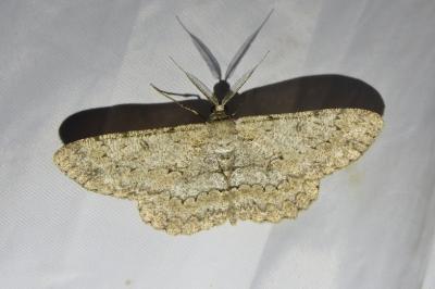<i>Hypomecis punctinalis</i>