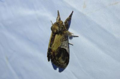 <i>Notodonta ziczac</i>