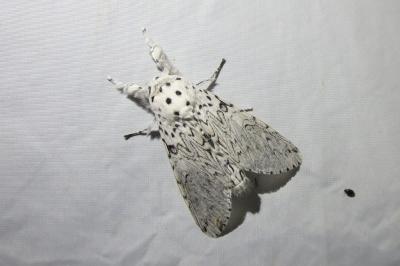 <i>Cerura erminea</i>