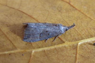 <i>Hypena rostralis</i>