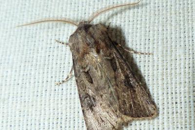 <i>Agrotis bigramma</i>