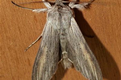 <i>Cucullia umbratica</i>