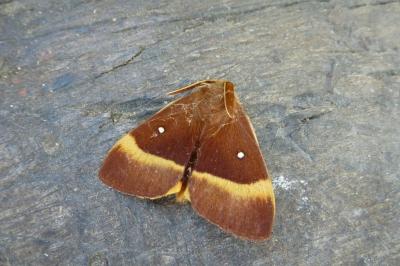 <i>Lasiocampa quercus</i>