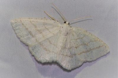 <i>Cabera pusaria</i>