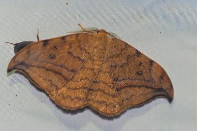 <i>Drepana curvatula</i>