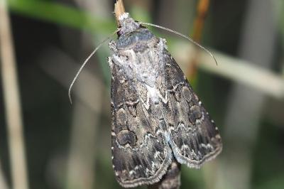 <i>Agrotis bigramma</i>
