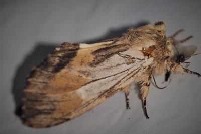 <i>Harpyia milhauseri</i>