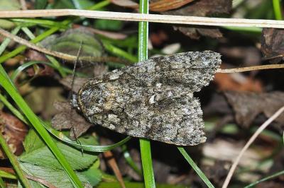 <i>Acronicta rumicis</i>