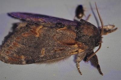 <i>Notodonta dromedarius</i>