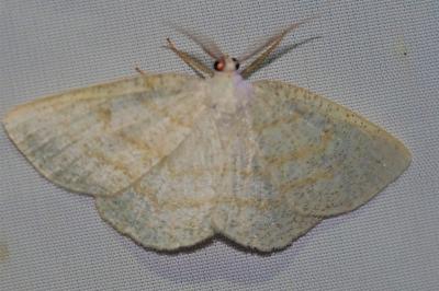 <i>Cabera exanthemata</i>