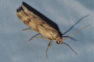 <i>Homoeosoma sinuella</i>