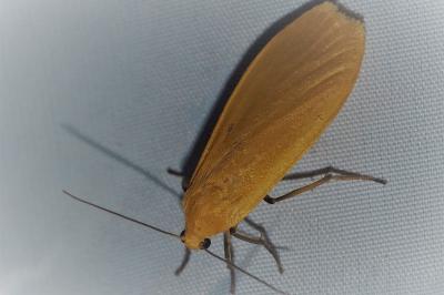 <i>Wittia sororcula</i>