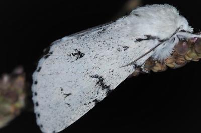 <i>Acronicta leporina</i>