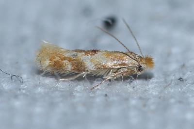 <i>Bucculatrix ulmella</i>