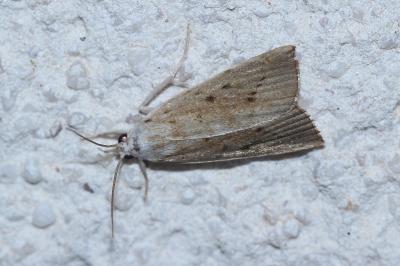 <i>Calamotropha paludella</i>