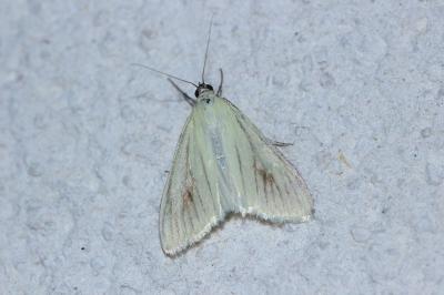<i>Sitochroa palealis</i>