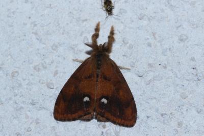 <i>Orgyia antiqua</i>