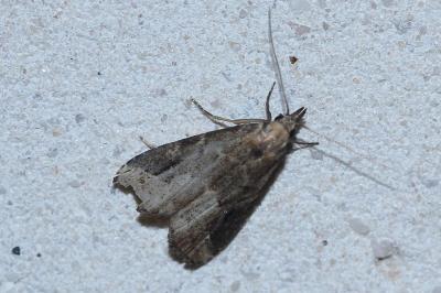 <i>Schrankia costaestrigalis</i>