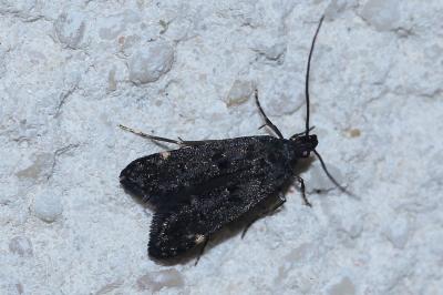 <i>Dichomeris alacella</i>