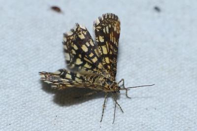 <i>Chiasmia clathrata</i>