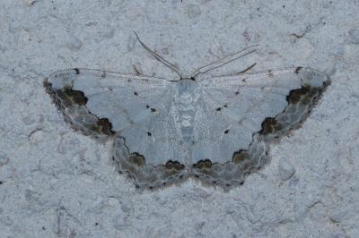 <i>Scopula ornata</i>