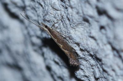 <i>Plutella xylostella</i>