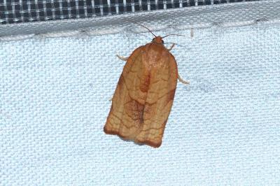 <i>Cacoecimorpha pronubana</i>