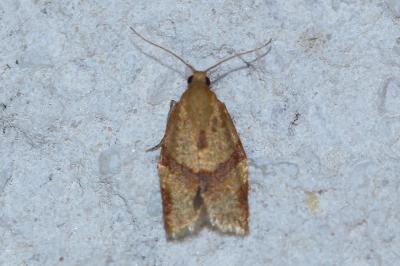 <i>Clepsis consimilana</i>