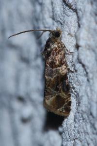 <i>Lobesia botrana</i>