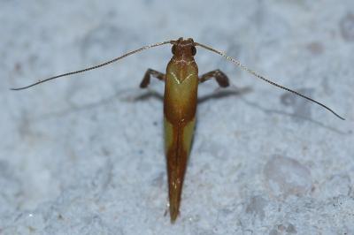 <i>Caloptilia robustella</i>