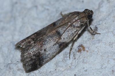 <i>Acrobasis fallouella/glaucella</i>