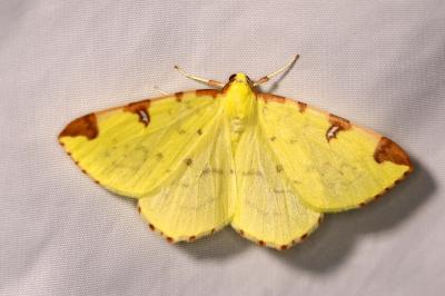 <i>Opisthograptis luteolata</i>