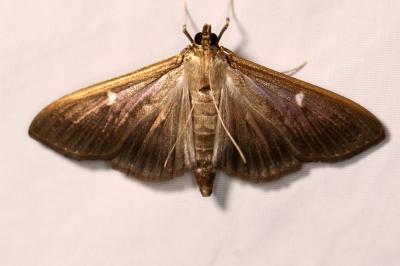 <i>Cydalima perspectalis</i>