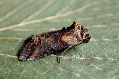 <i>Abrostola triplasia</i>