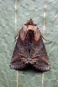 <i>Abrostola triplasia</i>