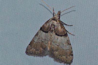 <i>Nola cucullatella</i>
