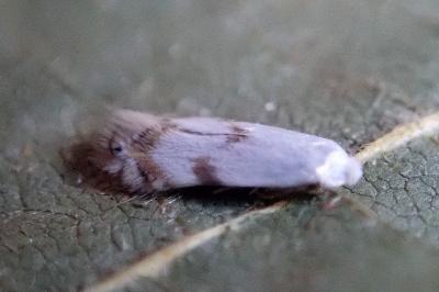 Pseudopostega crepusculella