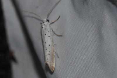 <i>Yponomeuta</i>