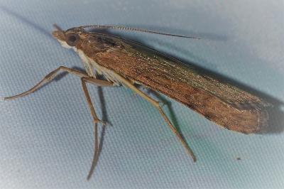 <i>Nomophila noctuella</i>