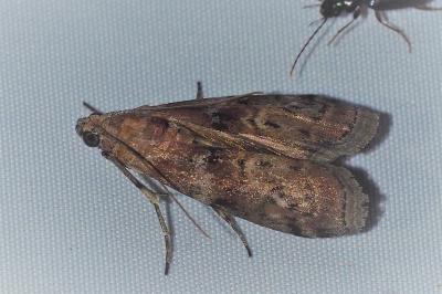 <i>Phycita roborella</i>
