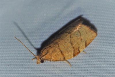 <i>Pandemis cerasana</i>
