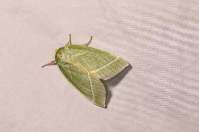 <i>Pseudoips prasinanus</i>