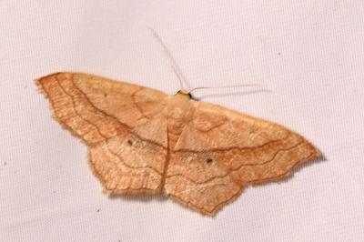 <i>Scopula imitaria</i>