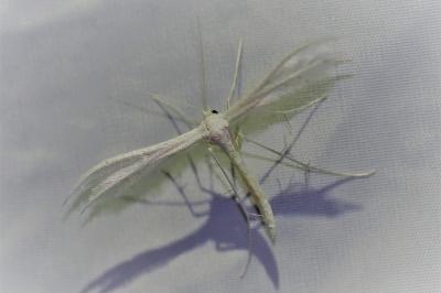 <i>Pterophorus pentadactylus</i>