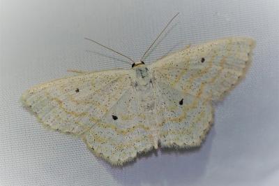 <i>Scopula immutata</i>