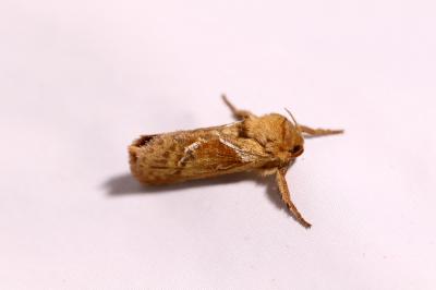 <i>Triodia sylvina</i>